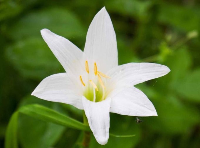 The Most Popular Flowers in Israel California Beat