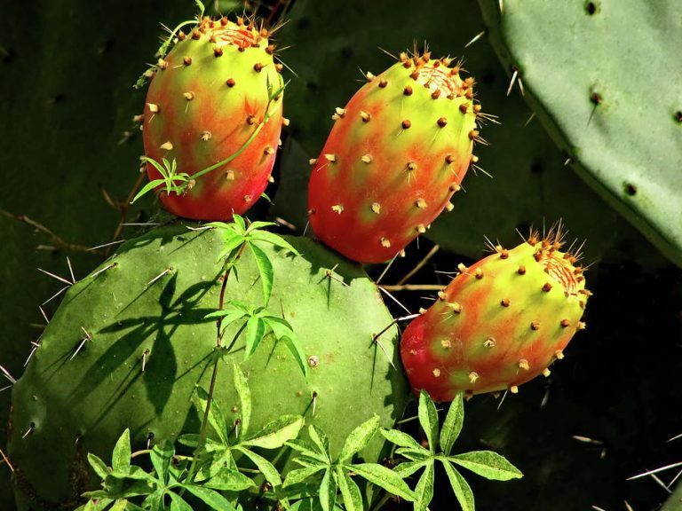 The Most Popular Flowers in Israel California Beat