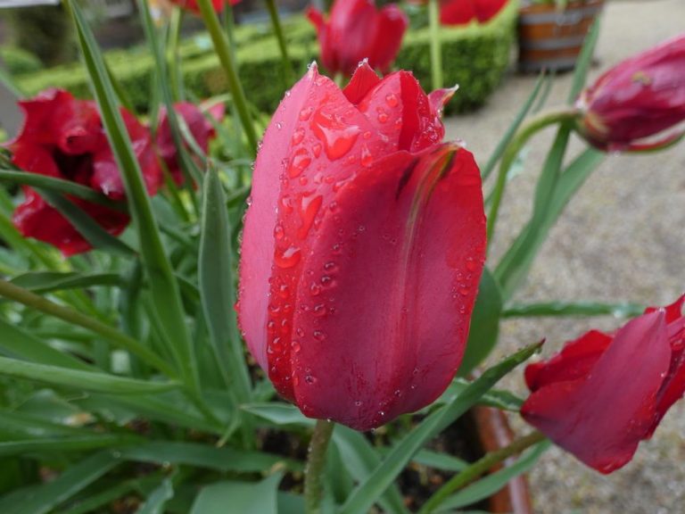 The Most Popular Flowers in Israel California Beat