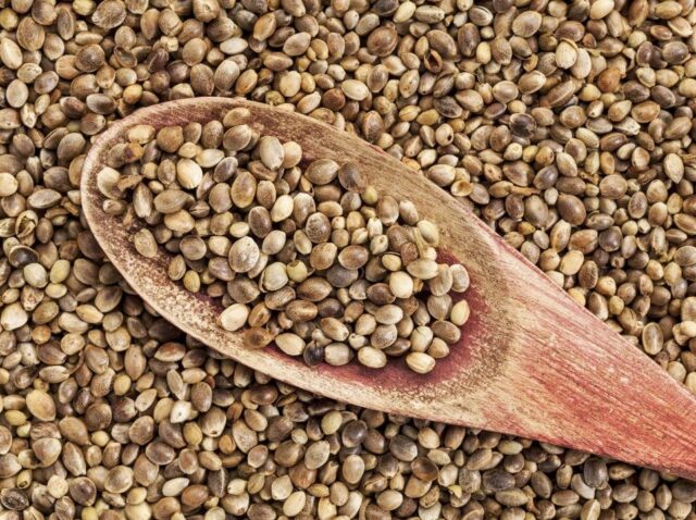 Cannabis Seeds